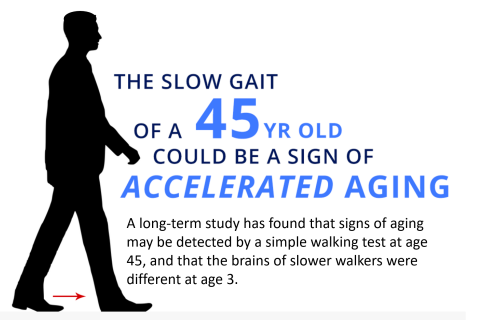 Photo of a man walking with the title The Slow Gait of a 45 year old could be a sign of accelerated aging. A long-term study has found that signs of aging may be degtercted bhy a simple walking test at age 45, and that the brains of slower walkers were different at age 3.